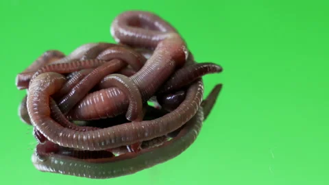 Macro shot of earthworms rainworms night, Stock Video
