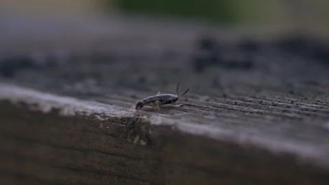 Macro shot of an earwig crawling over decaying wood Video stock 153301454
