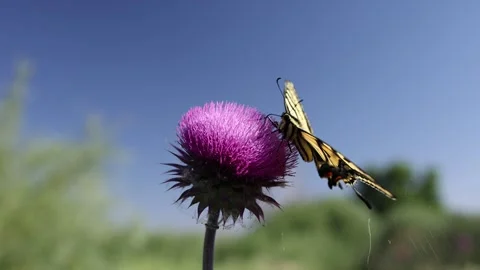 Macro Shot of Eastern Tiger Swallowtail Butterfly on Purple Thistle Stock Footage 245794322