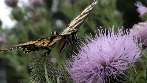 Macro shot of a Eastern Tiger swallowtail butterfly on a purple wild flower. Video stock 324763875