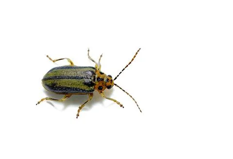 Macro Shot of Elm Leaf Beetle, Xanthogaleruca luteola, on White Background,.. Stock Photos