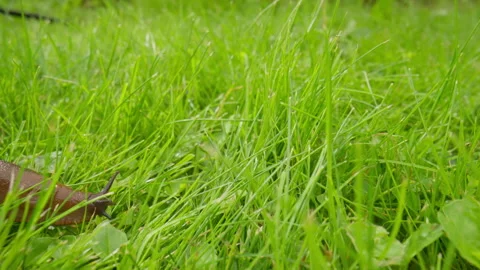 Macro shot of an empty patch of bright green grass before an invasive Spanish 스톡 동영상 333782090