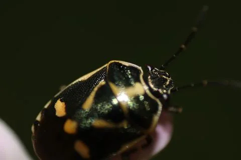 Macro shot of Eurydema oleracea, a cabbage bug. Stock Photos
