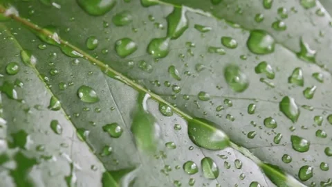 Macro shot of exotic leaf details with falling drops while raining on tropical r Stock Footage 275646875