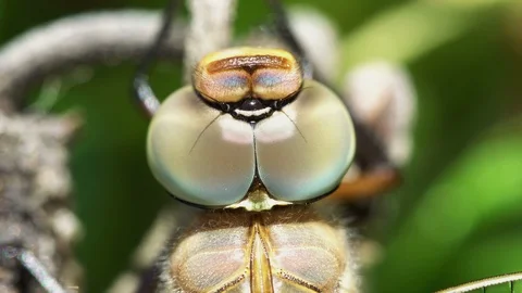 Macro shot eye of dragonfly in wild Stock Footage 109152089