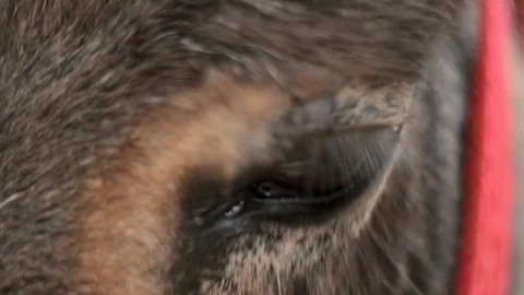 Macro Shot Eyes of the Donkey Stock Footage 105753718