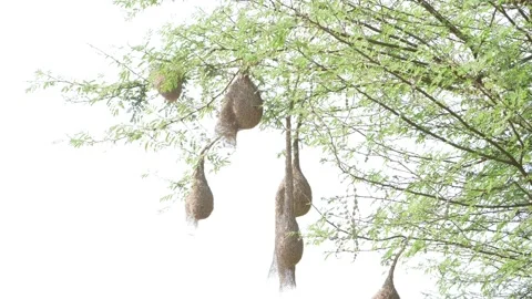 Macro shot of factories causing air pollution, Air pollution from factories Video stock 151903008