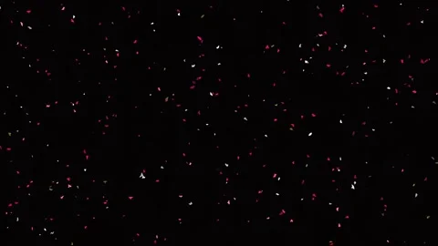 Macro shot of falling red flower petals against deep black background Stock Footage 342206145