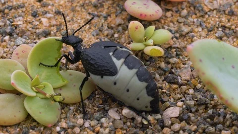 Macro shot of a female beetle devouring an aloe leaf in the atacama desert Stock Footage 120542129
