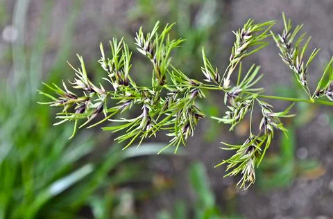 Macro shot of a field grass. Stock Photos