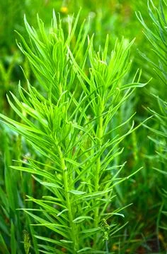 Macro shot of a field grass. Stock Photos