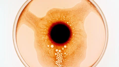 Macro shot of fine air bubbles in water in a petri dish. Close-up Effervescent Stock Footage 253060345