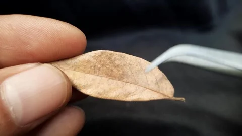Macro Shot of Fingers and Precision Tweezers Holding a Small Dry Leaf Again.. Stock Footage 335128049