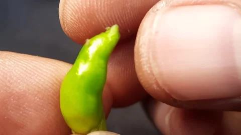 Macro Shot of Fingers Holding a Small Young Green Bird's Eye Chili Against .. 스톡 동영상 335127833