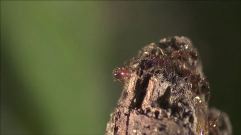 Macro shot of fire ants foraging Stock Footage 133191381