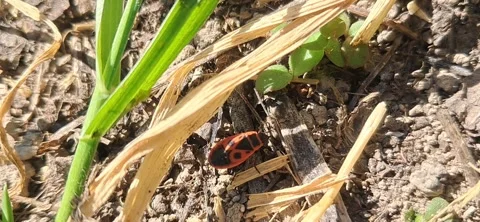 Macro shot of a firebug and an ant on the ground Stock Footage 335067577