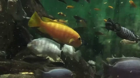 Macro shot of fish in water Stock Footage 92473657