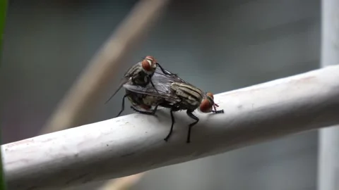 Macro shot: Flies caught in the act of reproduction. Stock Footage 292761574