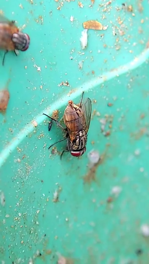 Macro Shot of Flies on Dirty Surface for Hygiene Video Project Stock-Footage 346021247
