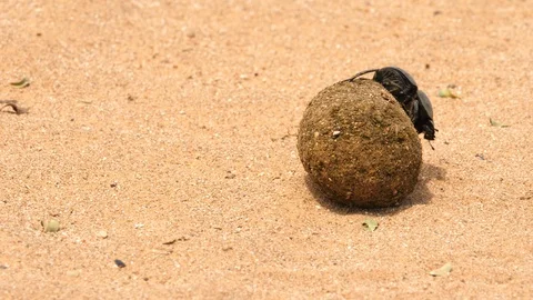 Macro shot of a Flightless Dung Beetle crawling over a large dung ball, 스톡 동영상 128770310