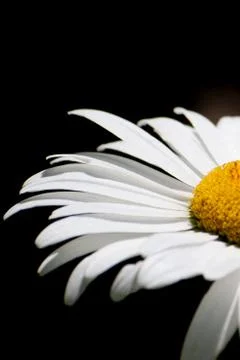 Macro shot flower background Stock Photos