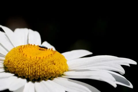 Macro shot flower background Stock Photos