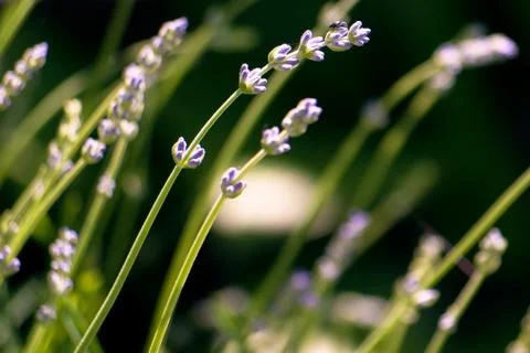 Macro shot flower background Stock Photos