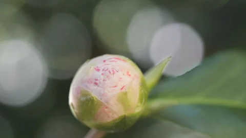 A macro shot of a flower bud in early spring. Stock Footage 269706563