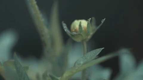 Macro shot of a flower Video stock 128142248