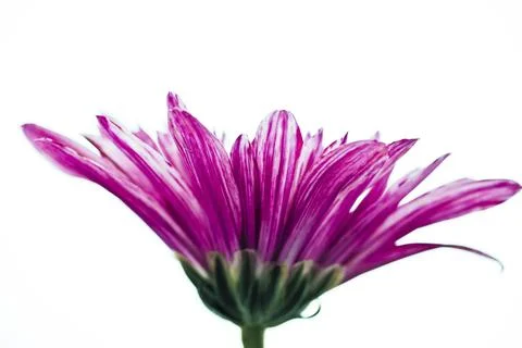 Macro shot of flower leafes Stock Photos