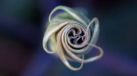 Macro shot of flower from overhead Stock Footage 55013013