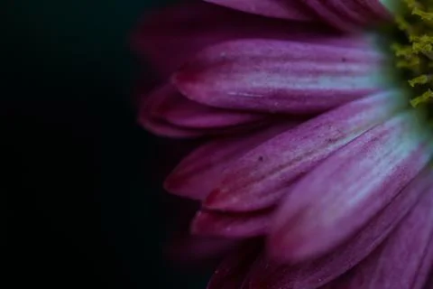 Macro shot of flower Stock Photos