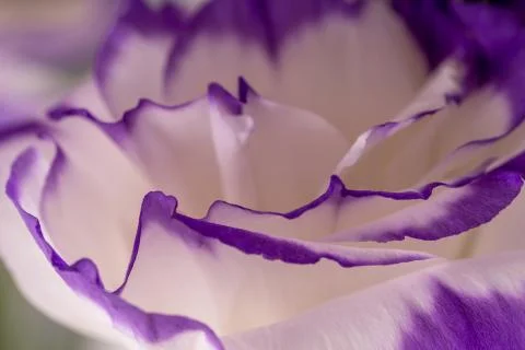 Macro shot of flower Stock Photos