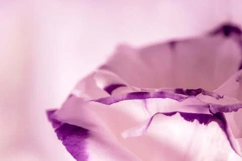 Macro shot of flower Stock Photos