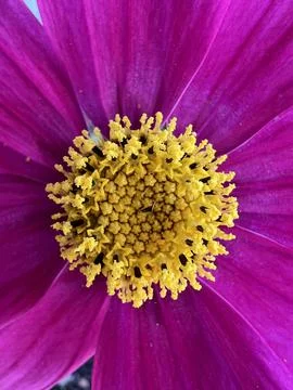Macro Shot of a flower Stock Photos