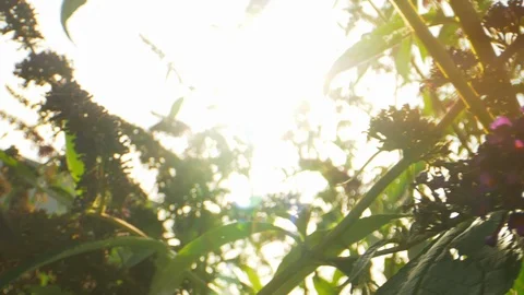Macro Shot of Flowers in Backyard and Monarch Butterfly Flying Stock Footage 126554332