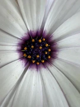 Macro shot flowers Stock Photos