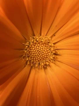 Macro shot flowers Stock Photos