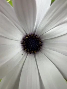 Macro shot flowers Stock Photos