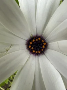 Macro shot flowers Stock Photos