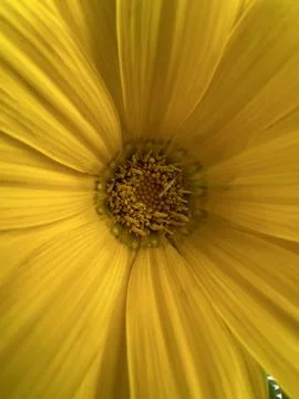 Macro shot flowers Stock Photos