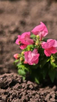 Macro shot of a fluffy bumblebee on a delicate pink inflorescence of an Stock Photos