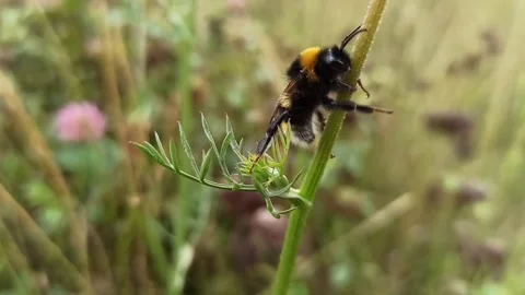 Macro shot of a fluffy bumblebee on a green wildflower stem in summer Video stock 339507841