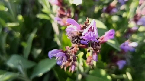 Macro shot of a fluffy bumblebee pollinating purple sage flowers Video stock 338006092