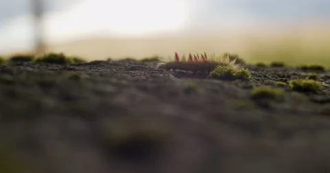 Macro shot of fluffy caterpillar crawling on wood trunk. Close up shaggy insect Stock Footage 142710914