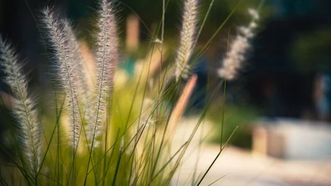 Macro shot of fluffy grass. Stock Footage 124834492