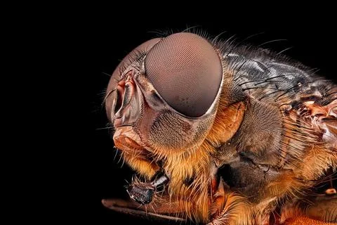 Macro shot of a fly on a black background Foto stock