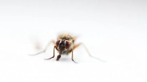 Macro shot of a fly Stock Footage 46722133