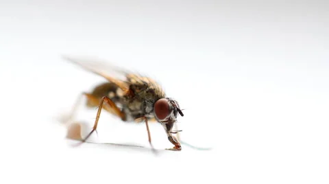 Macro shot of a fly Stock Footage 46722233