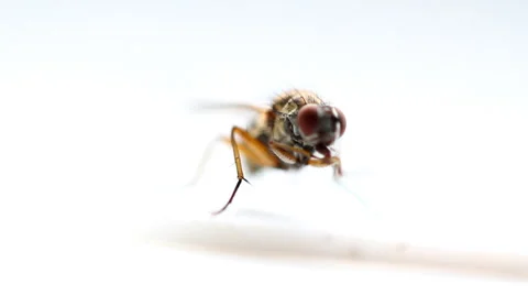 Macro shot of a fly Stock Footage 46722250